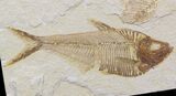 Bargain Diplomystus Fossil Fish - Wyoming #41134-1